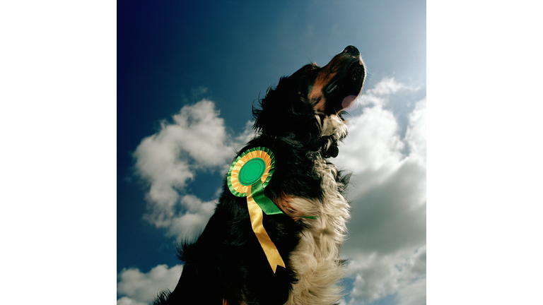 Dog outdoors, wearing rosette, low angle view