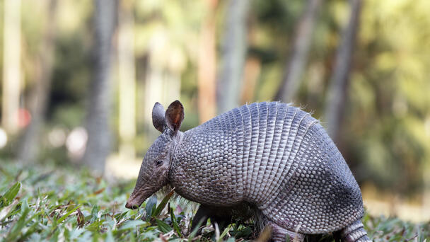 Ancient Disease Carried by Armadillos Popping up in Florida