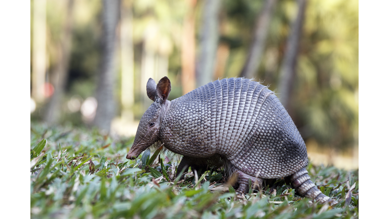 Armadillo from Brazil