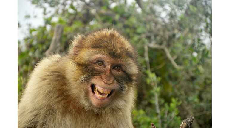 Laughing Barbary Ape, Gibraltar