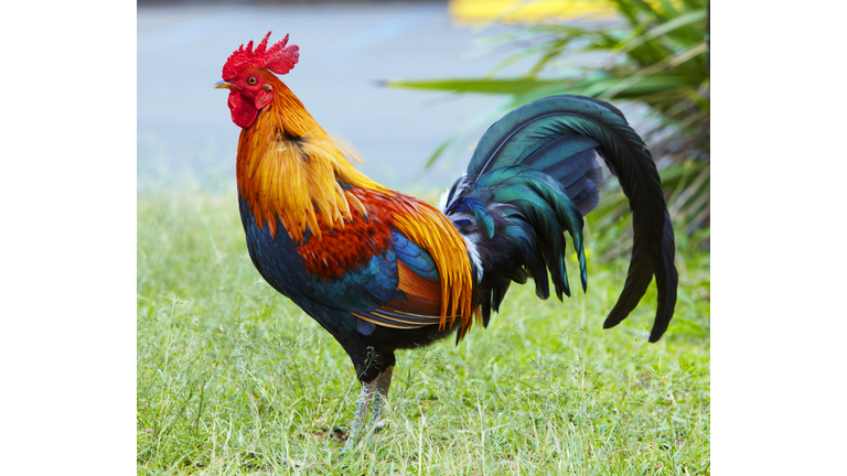 Rooster in field