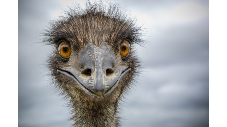 Close-Up of an Australian Emu