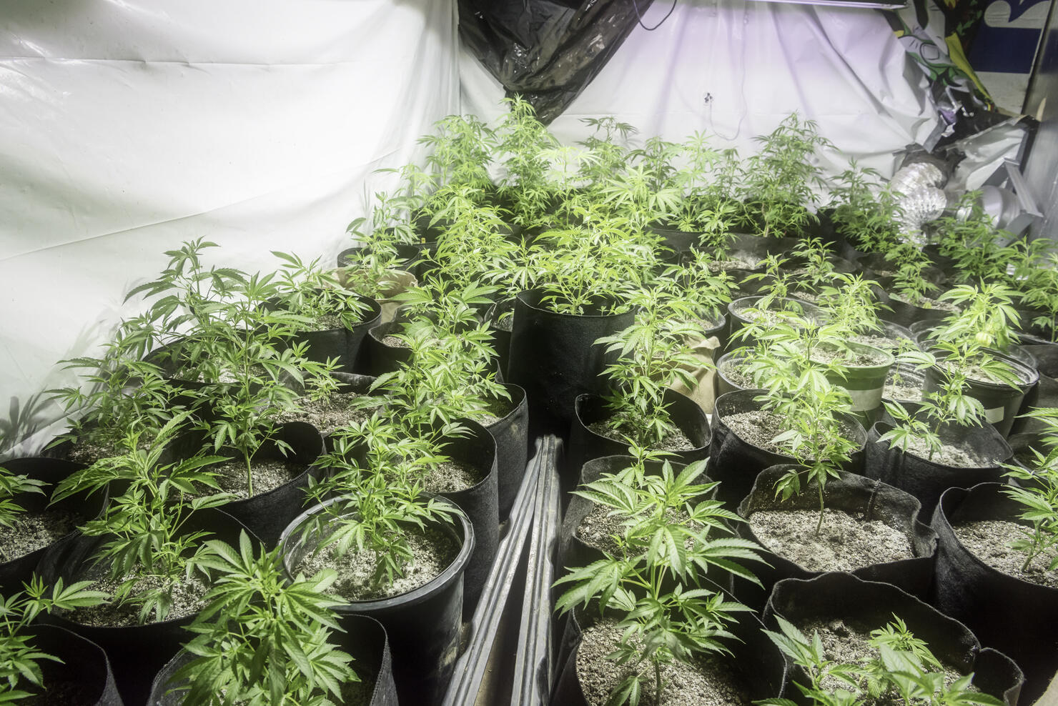 Growing organic marijuana in a garage