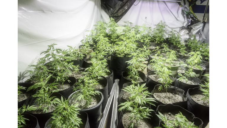 Growing organic marijuana in a garage