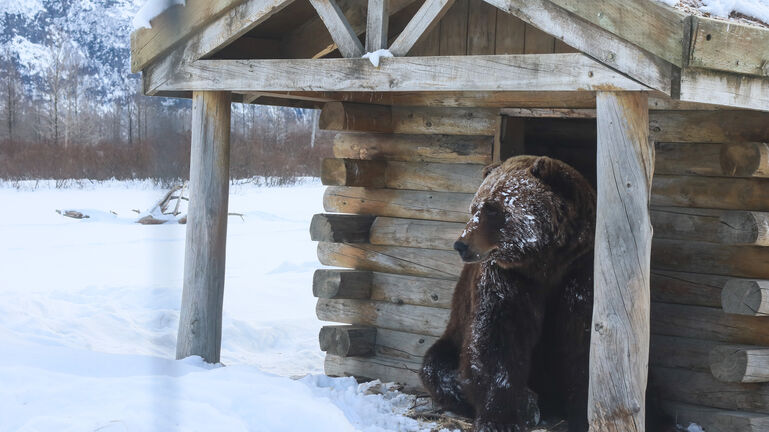 big brown bear