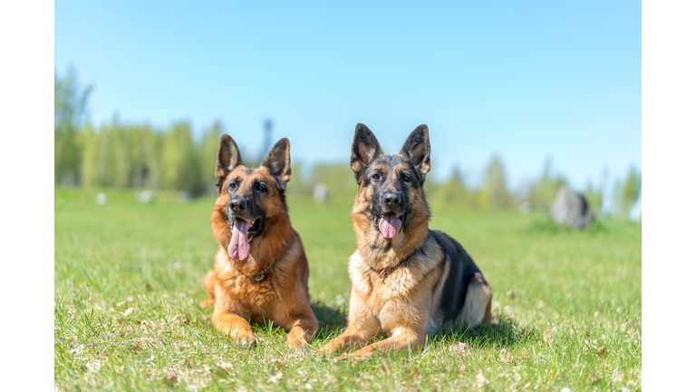 Two German shepherds lying on the green field with their tongues out