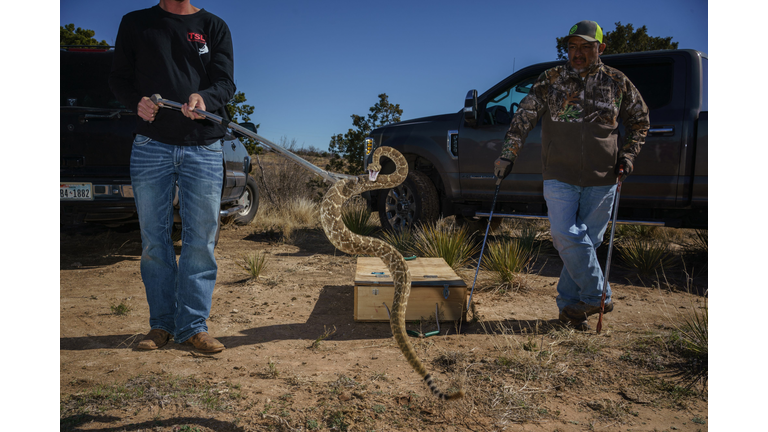 TOPSHOT-animal-hunting-US-SNAKE