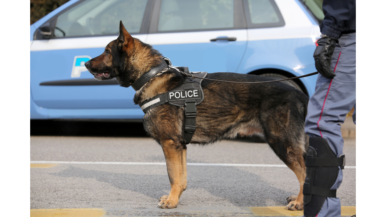 Canine Unit of the police for the detection of explosive material