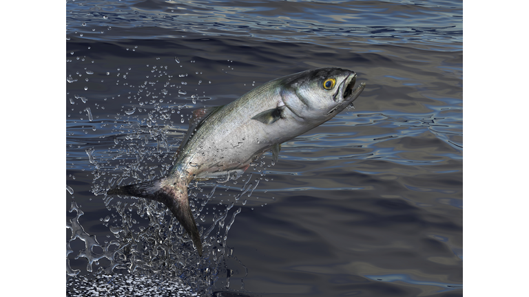 Bluefish jumps out of water 3d render