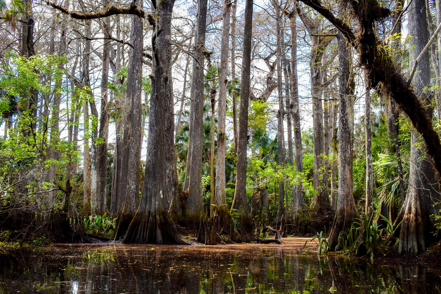 Cypress swamp in the Florida Everglades on a hot, summer day