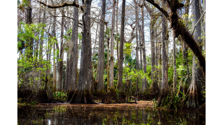Cypress swamp in the Florida Everglades on a hot, summer day