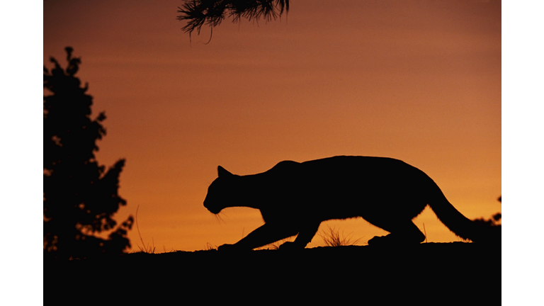 Silhouetted Mountain Lion Stalking Prey