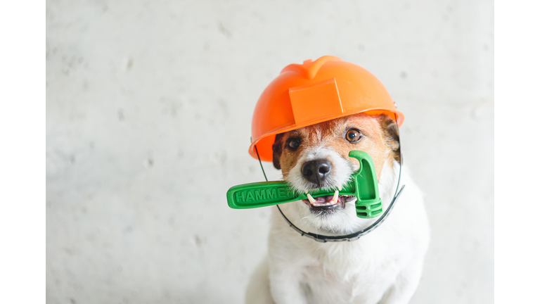 Do it yourself (DIY) home renovation  concept with dog in hardhat holding hummer in mouth against concrete wall