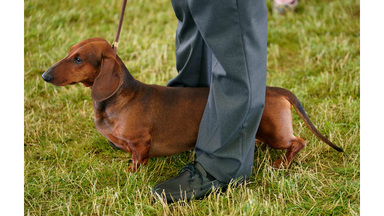 US-ANIMAL-WESTMINSTER-SHOW