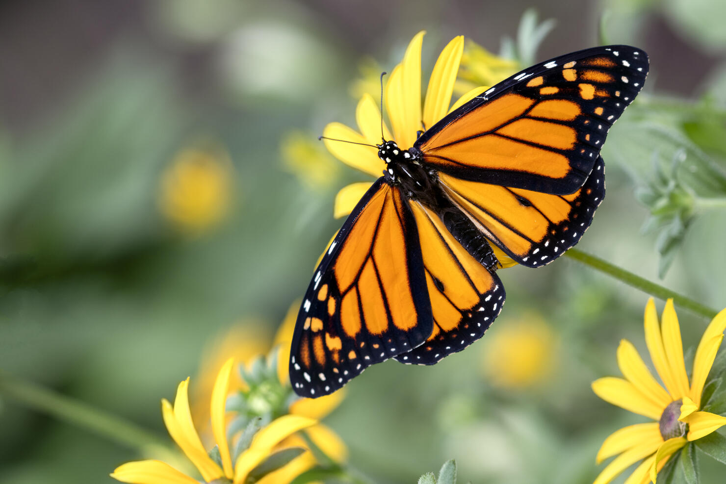 Monarch on a Black-eyed Susan flower