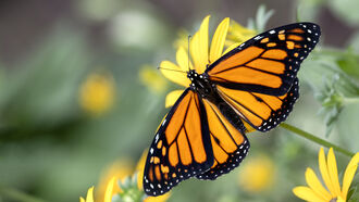 Horse Mutilation, Moose & Monarch Losses, & Mystery Booms