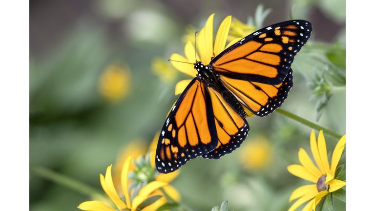 Monarch on a Black-eyed Susan flower