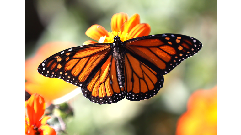 Bay Area Sees Rebound In Monarch Butterfly Population