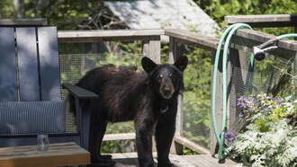 No Peace, Even On The Potty.  Bear Surprises Man In Restroom...
