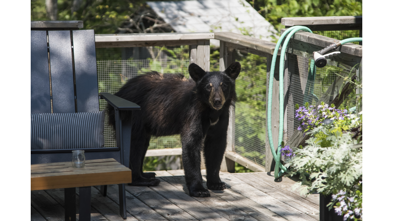 A Black Bear (Ursus americanus) cub stands on a residential deck looking at the camera