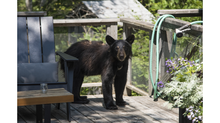 Black Bear got into a family's laundry room