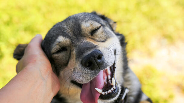 Here’s How Often Arizona Locals Adopt From Animal Shelters