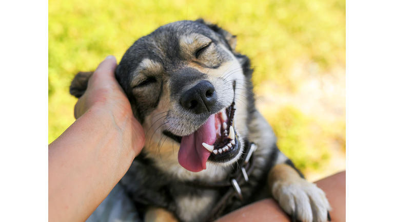 cute dog put his face on his knees to the man and smiling from the hands scratching her ear