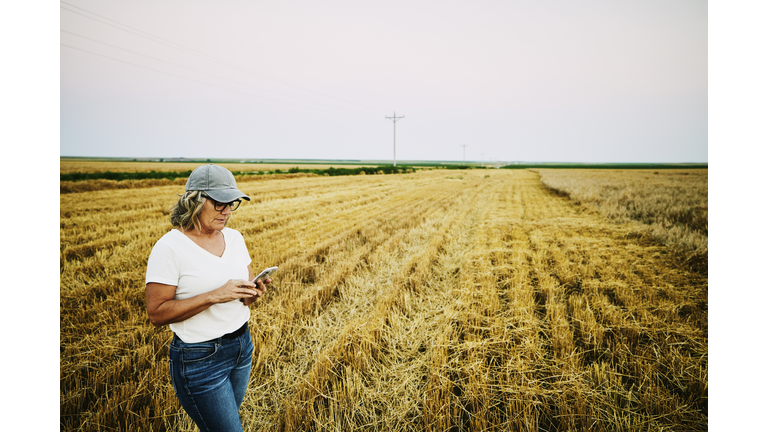 Medium wide shot of female farmer using smart phone while standing in freshly cut wheat field on summer evening