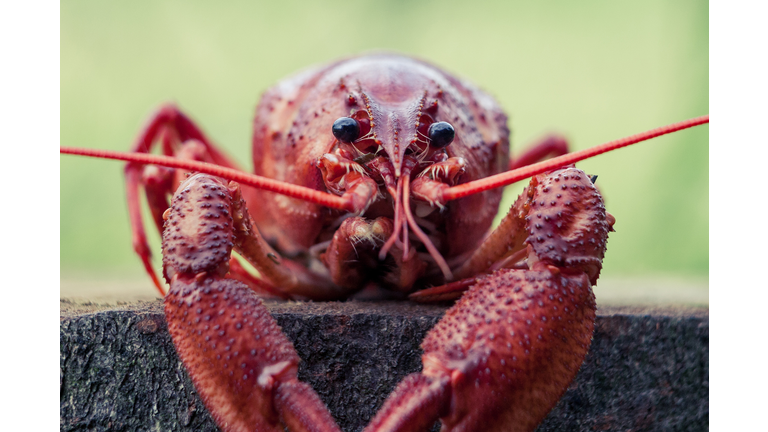Portrait of red lobster