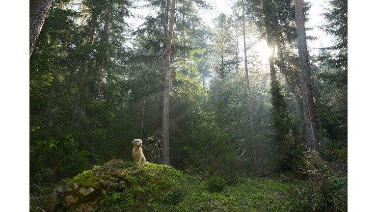 Golden retriever dog sitting on a rock in a pine woodland