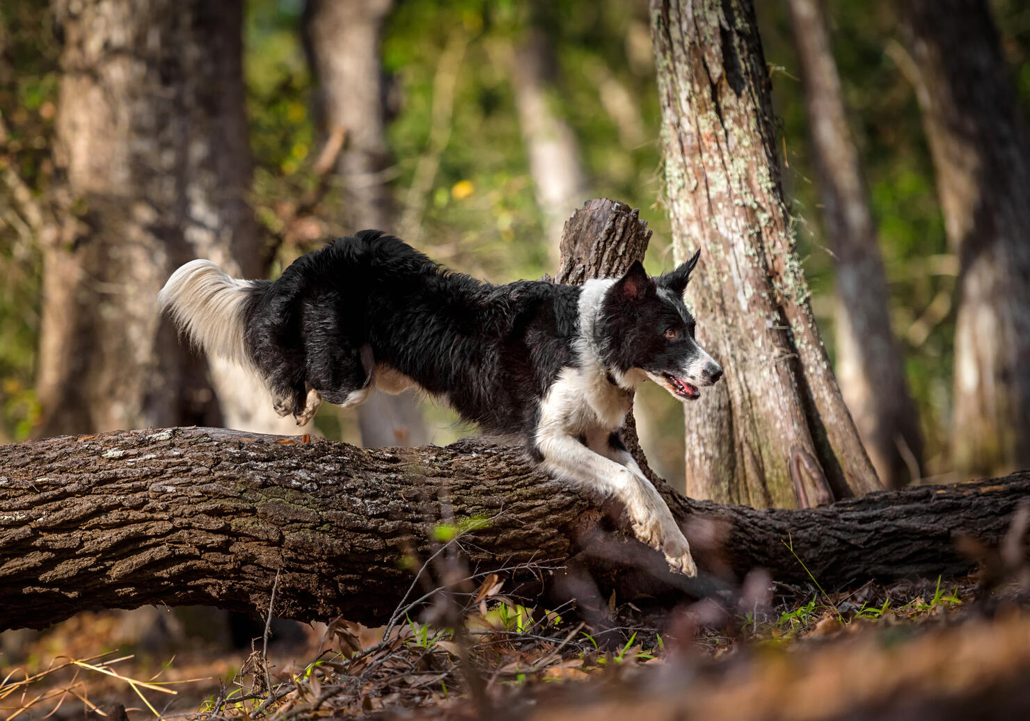 Border Collie jumping over log