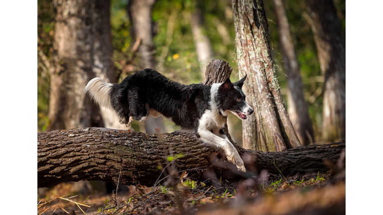 Border Collie jumping over log