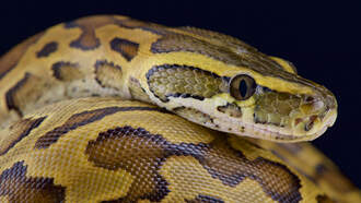 WATCH: Bridesmaid Removes Snake From Steps At Wedding