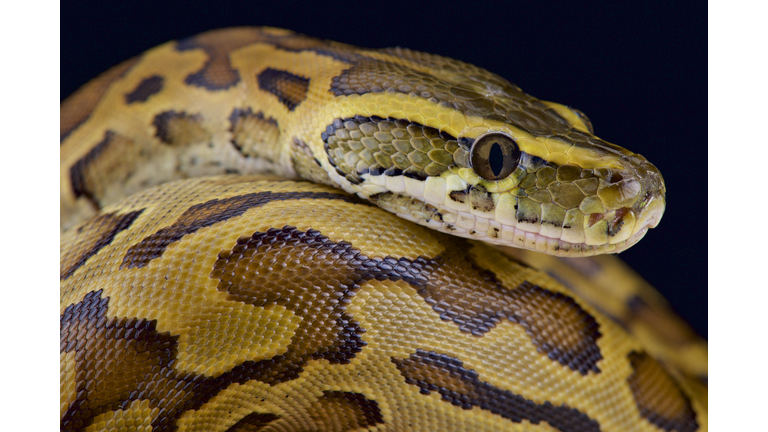 African rock python (Python sebae)