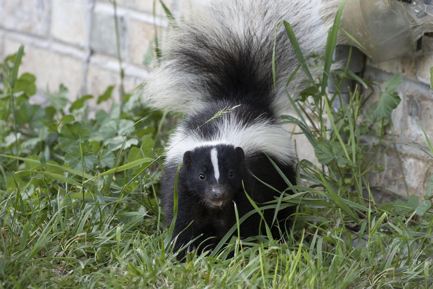 LISA'S ANIMAL TALES: COUPLE SAVES SKUNK CAUGHT IN PLASTIC CONTAINER | iHeart