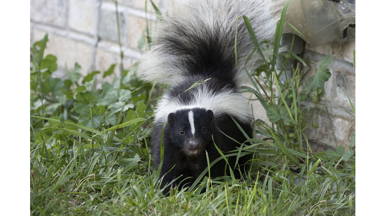 Young striped skunk (Mephitis mephitis) near the human dwelling