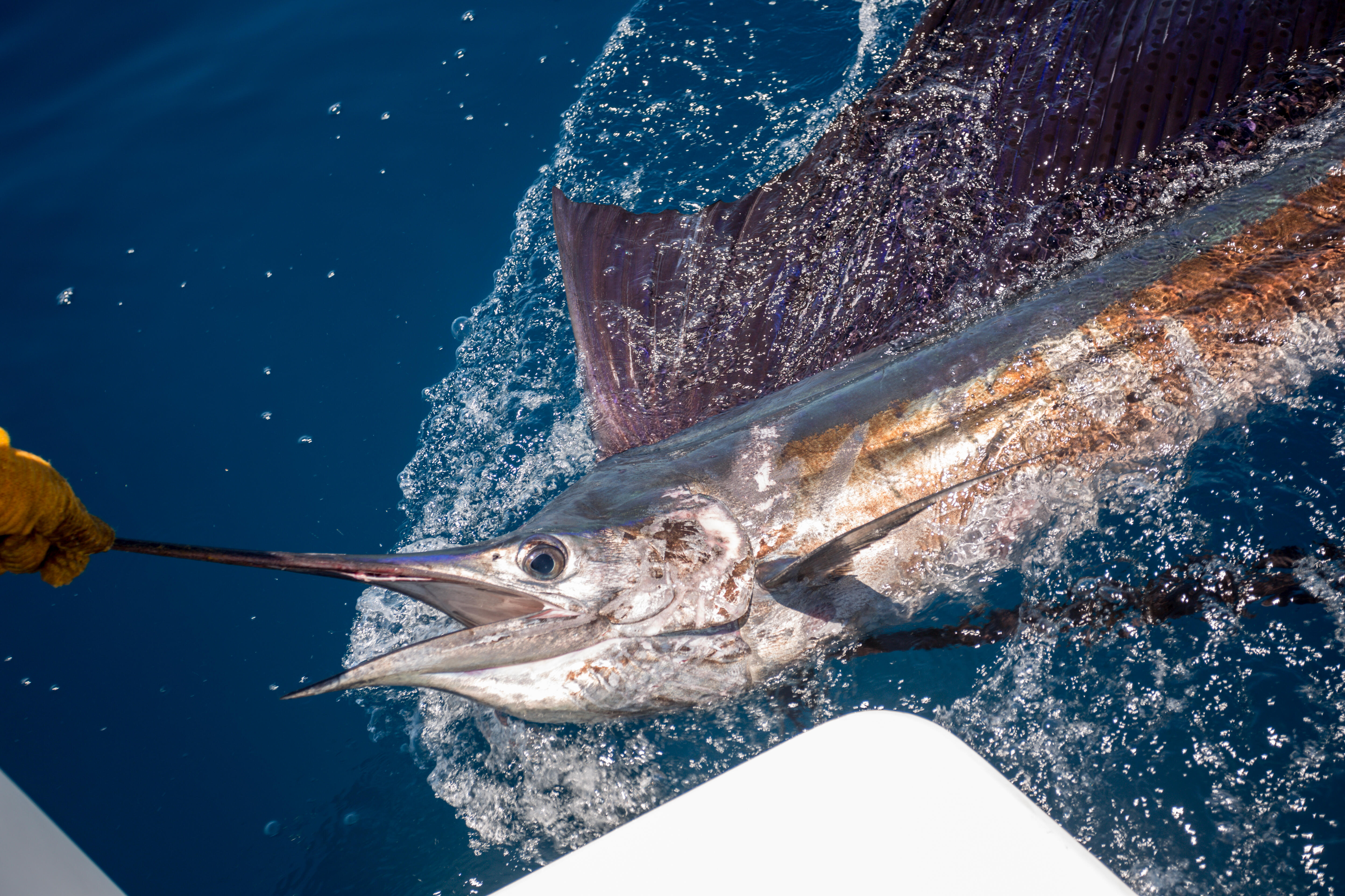 100-pound sailfish stabs woman, 73, on fishing boat after leaping