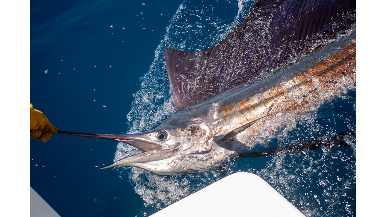 Sailfish