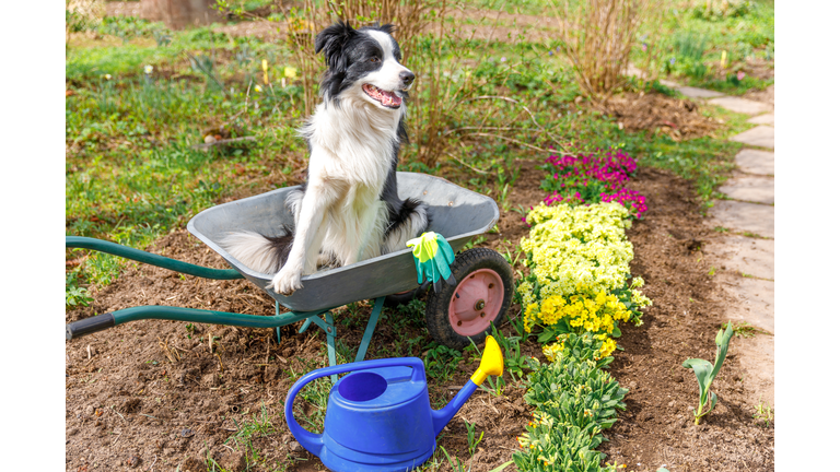 Outdoor portrait of cute dog border collie sitting in wheelbarrow garden cart in garden background. Funny puppy dog as gardener ready to planting seedlings. Gardening and agriculture concept