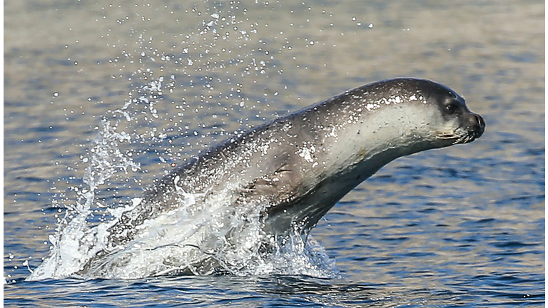 TURKEY-ANIMAL-SEAL-FEATURE