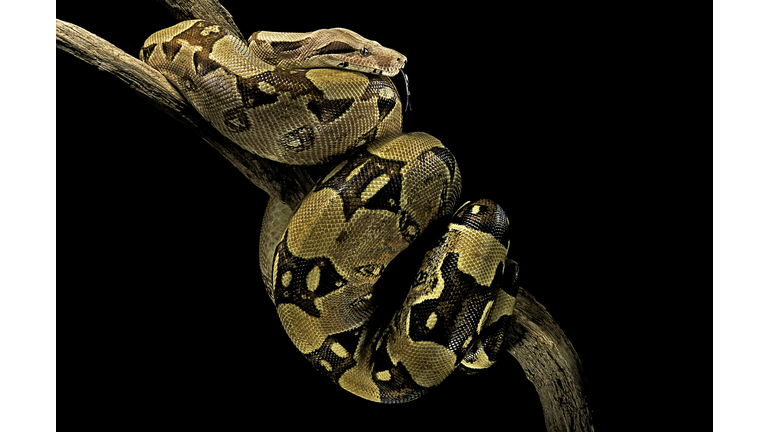 Boa constrictor