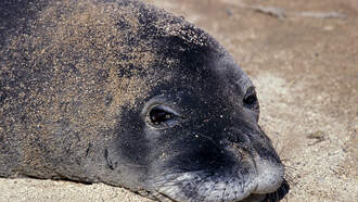 Watch: A Baby Seal Walks Into A Bar in New Zealand