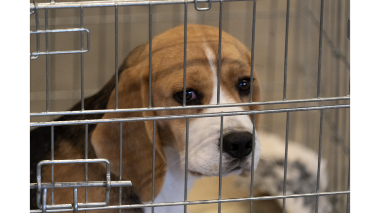 experiment Beagle dog in a cage
