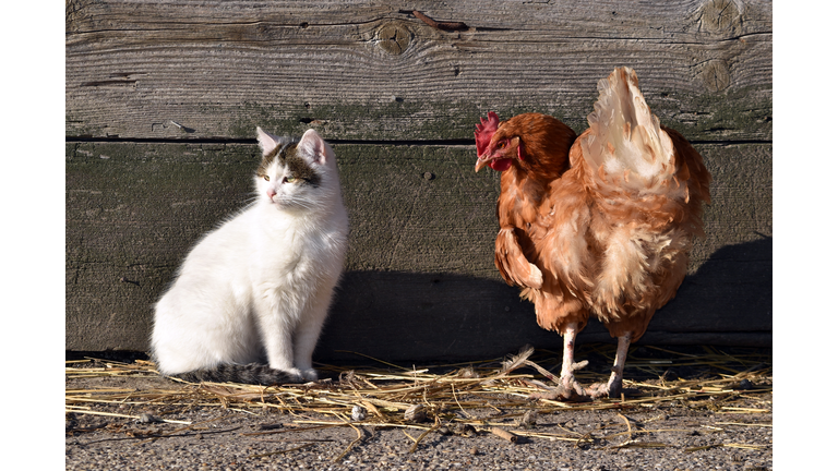 Cat and chicken