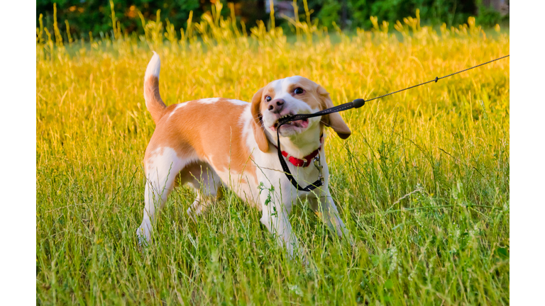 Funny stubborn beagle puppy pulling its leash with its teeth