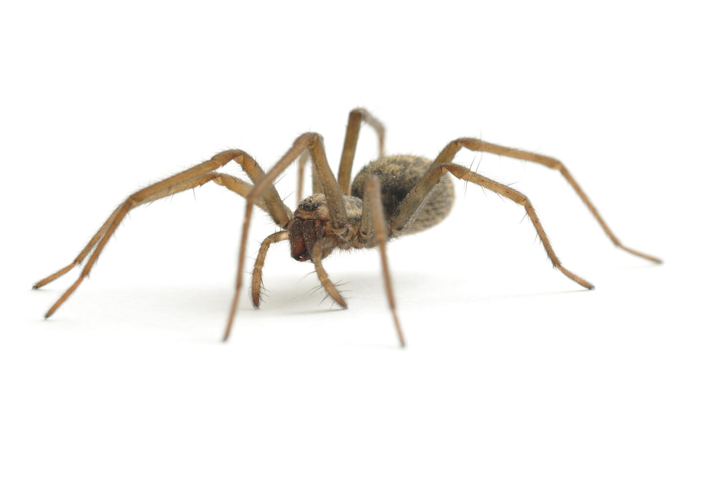 House Spider walking
