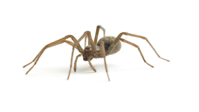 House Spider walking