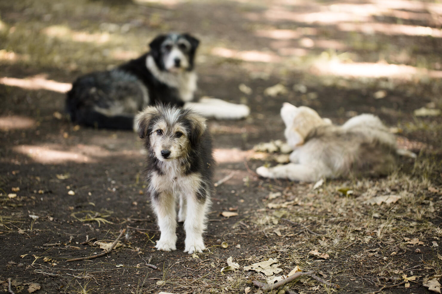 LISA'S ANIMAL TALES: DOGGIE CRIME RING (Video) | iHeart