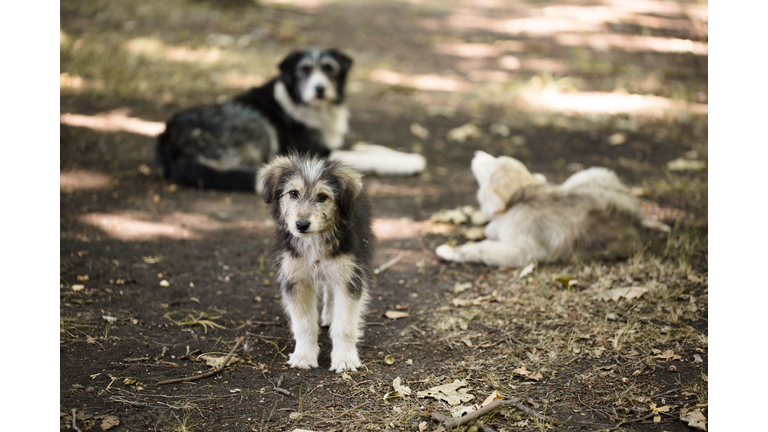 Homeless stray small dog outdoors. Cute three dogs. Family