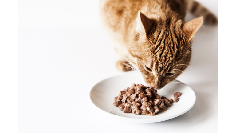 Cat eating his food